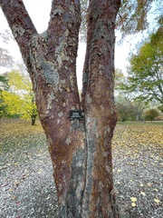 Acer griseum
