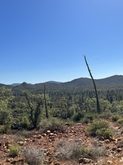 Fouquieria columnaris