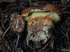 Suillus ponderosus