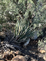 Hesperoyucca whipplei