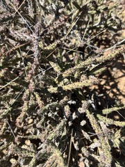Cylindropuntia tesajo