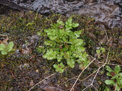 Cardamine umbellata