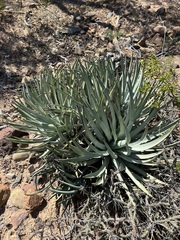 Hesperoyucca whipplei
