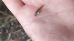 Hypseleotris