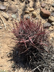 Ferocactus gracilis