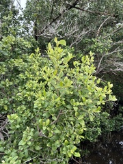 Avicennia germinans