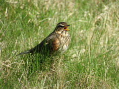 Turdus iliacus coburni