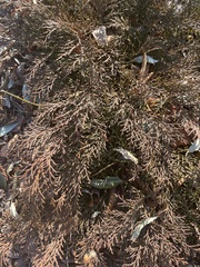 Juniperus virginiana