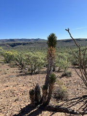 Yucca valida