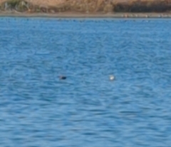 Mareca strepera
