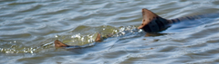 Triakis semifasciata