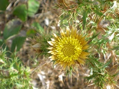 Carlina corymbosa