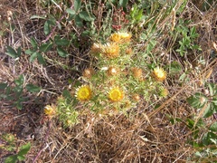 Carlina corymbosa