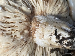 Lactarius desjardinii