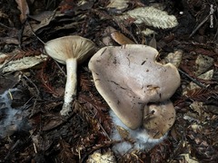 Lactarius argillaceifolius