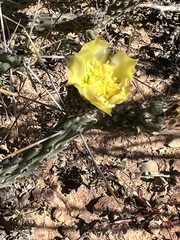 Cylindropuntia tesajo