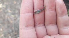 Hypseleotris