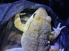 Limnonectes blythii