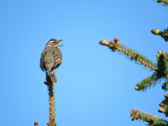 Turdus iliacus coburni