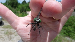 Hylogomphus adelphus