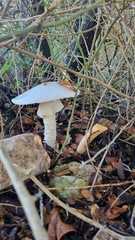 Amanita proxima