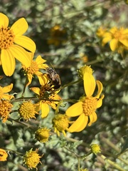 Palpada mexicana