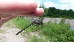 Hylogomphus adelphus