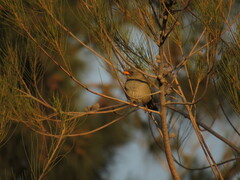 Embernagra platensis