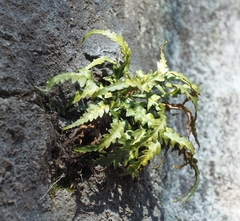 Asplenium pinnatifidum
