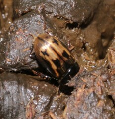 Chilothorax