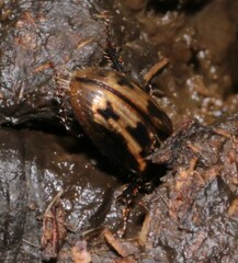 Chilothorax