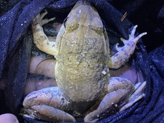 Limnonectes blythii