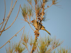 Embernagra platensis