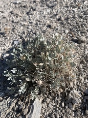 Astragalus calycosus