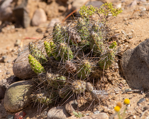 Maihueniopsis crassispina