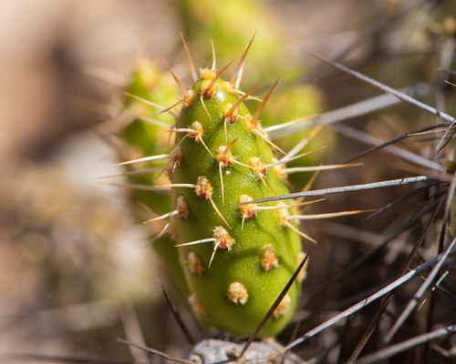 Maihueniopsis crassispina
