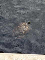 Pseudemys peninsularis