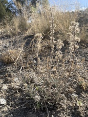 Oreocarya interrupta