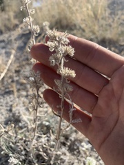 Oreocarya interrupta