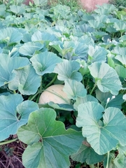 Cucurbita maxima