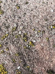 Candelariella aurella