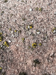 Candelariella aurella