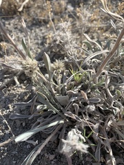 Oreocarya interrupta