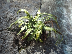 Asplenium pinnatifidum
