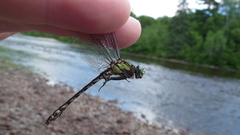 Ophiogomphus carolus