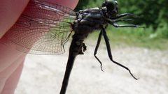 Hylogomphus adelphus