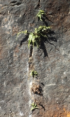 Asplenium pinnatifidum