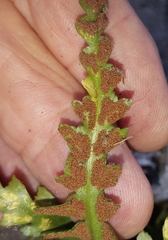 Asplenium pinnatifidum