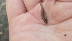 Hypseleotris