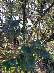 Garrya elliptica